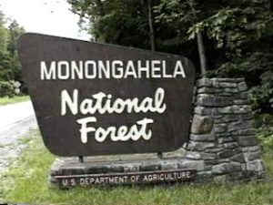 for natural spruce regeneration in the Monongahela National Forest