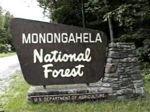 for natural spruce regeneration in the Monongahela National Forest