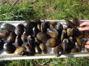 Relocation of Freshwater Mussels