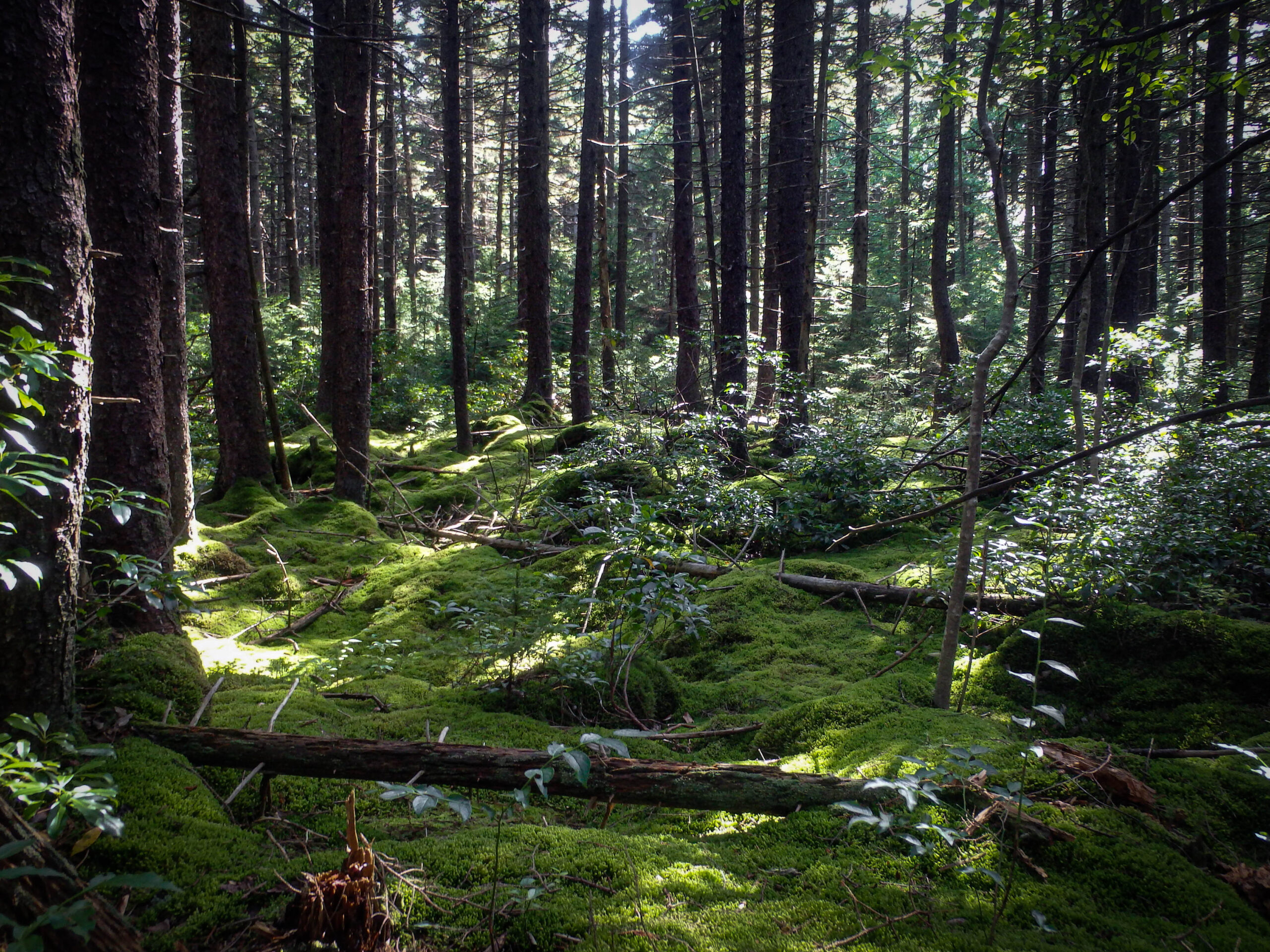 Timber Stand Improvement for Red Spruce Trees